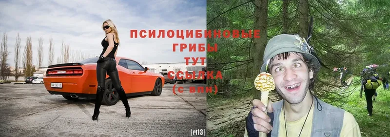 Галлюциногенные грибы GOLDEN TEACHER  магазин продажи   Тейково 